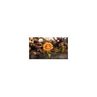 Plants vs. Zombies Garden Warfare 2 PS4 PS5
